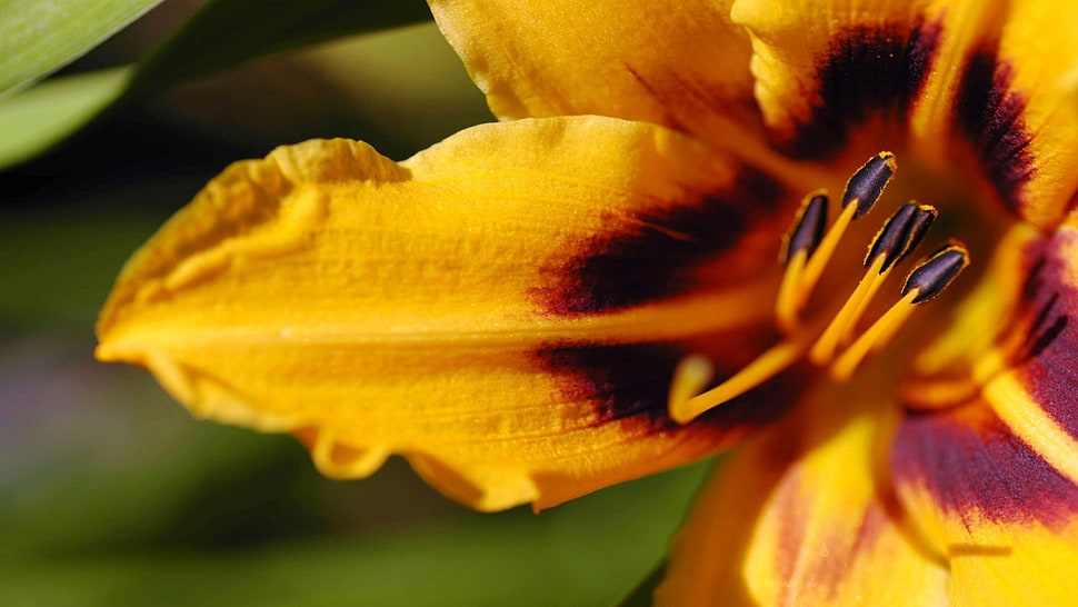 selective focus photography of yellow lily flower HD wallpaper
