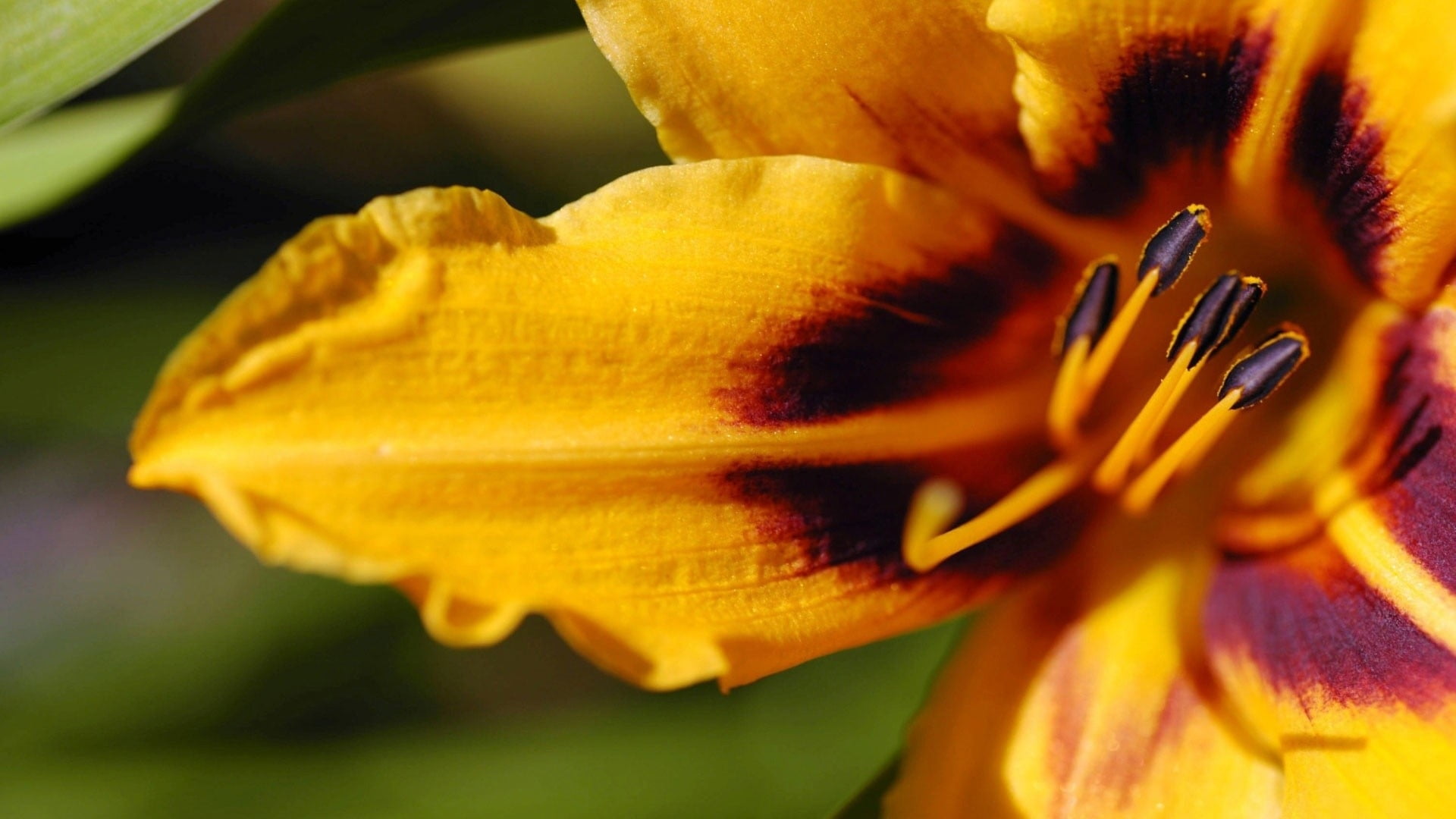 selective focus photography of yellow lily flower