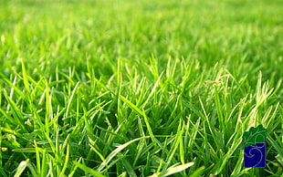 closeup photo of green grass field