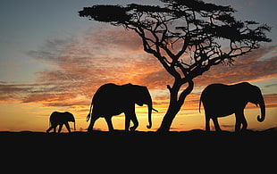 silhouette of elephants HD wallpaper