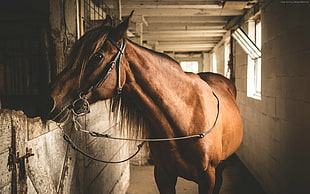brown horse beside the cage