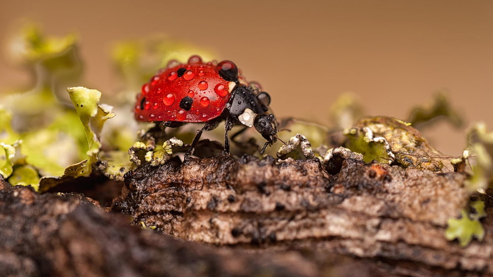 macro photography of ladybug on brown wood HD wallpaper
