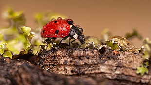 macro photography of ladybug on brown wood
