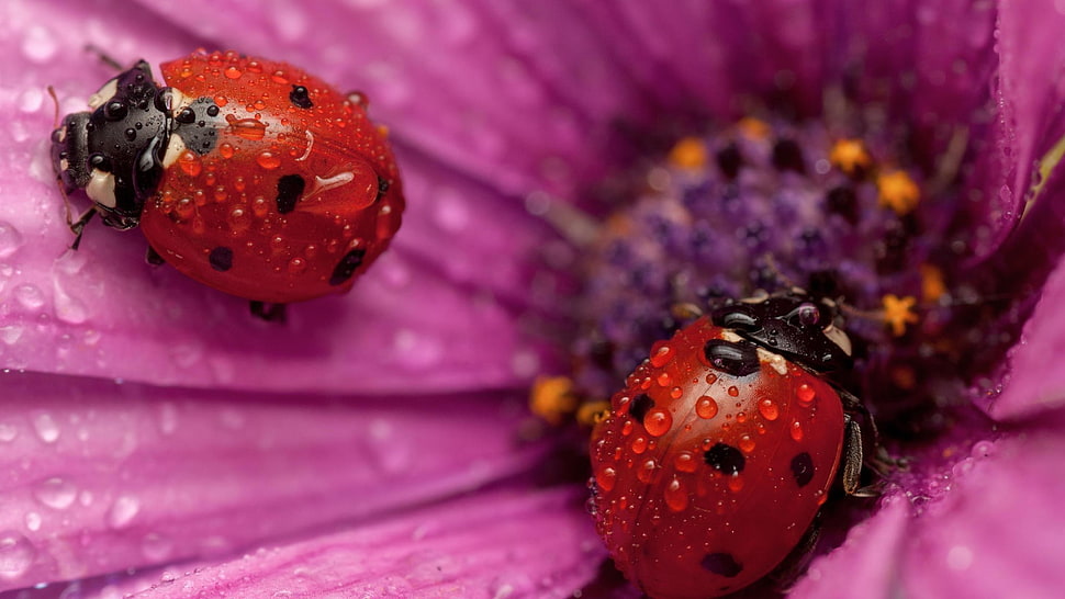 two red ladybugs, ladybugs HD wallpaper