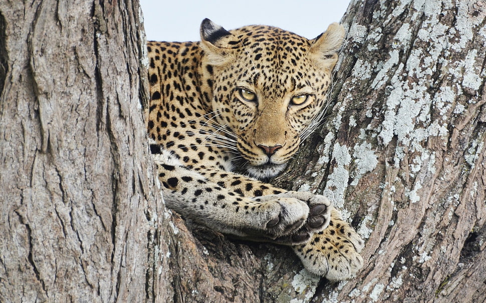 brown leopard on brown wooden trees HD wallpaper