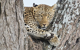 brown leopard on brown wooden trees