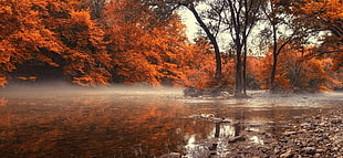 trees near body of water under white sky during daytime photogrpahy