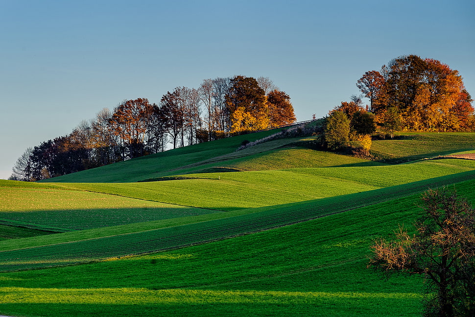 green field under clear blue sky HD wallpaper