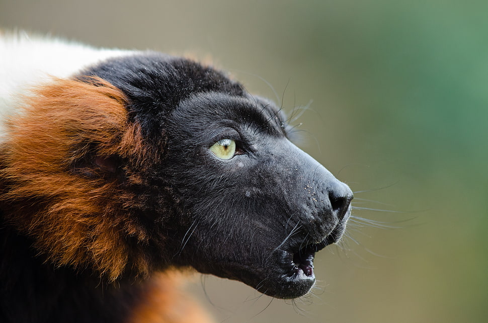 black and brown animal HD wallpaper