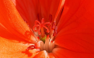macro shot of orange flower HD wallpaper