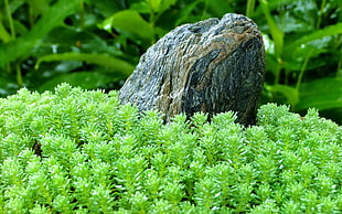 landscape photography of green weeds and rock