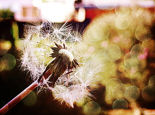 white dandelion focus photography