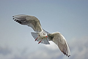 white pigeon flying photo
