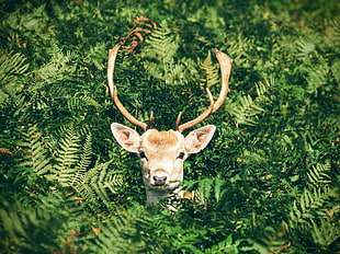 brown buck in the middle of green plants HD wallpaper