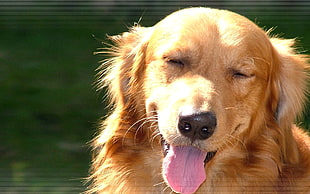 selective photography of adult light golden retriever showing tongue