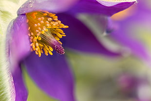 selective focus photography of purple pulsatilla flower, pasque flower HD wallpaper