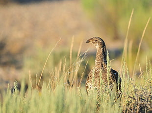 landscape photo of brown bird, greater sage-grouse