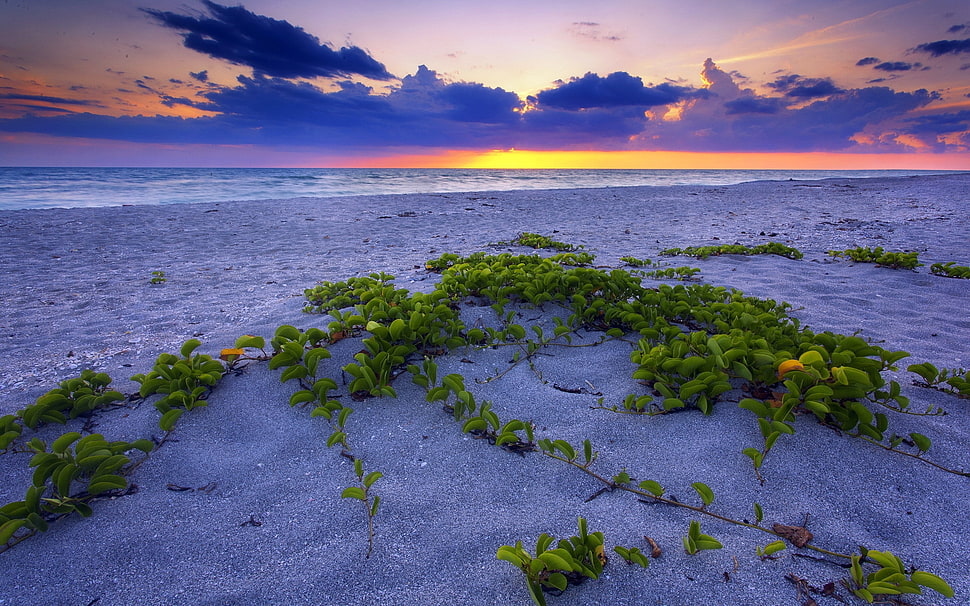 green leaves on beach sand at sunset photography HD wallpaper