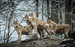 four sable wolves, animals, wildlife, wolf