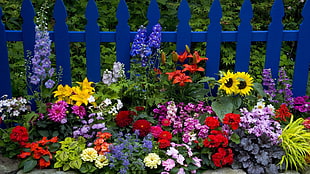 assorted flowers near blue wooden fence