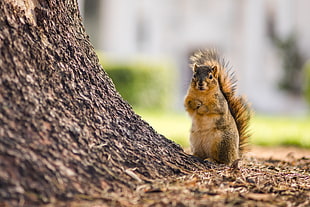brown Squirrel