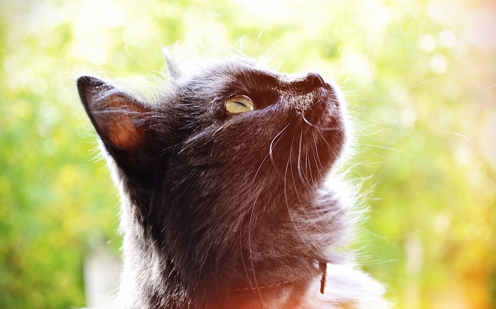 brown cat HD wallpaper