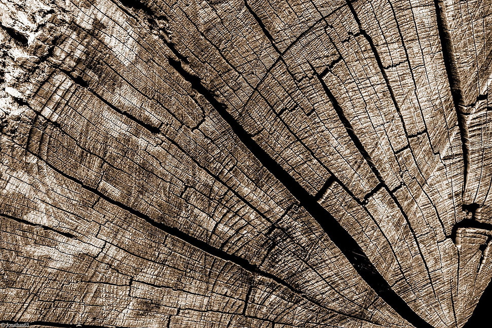 brown tree trunk, wood, wooden surface, pattern, texture HD wallpaper