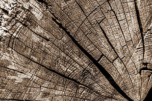 brown tree trunk, wood, wooden surface, pattern, texture