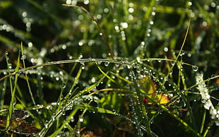 green grass, nature, water drops, macro, plants