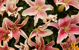 close-up photo of Stargazer lilies