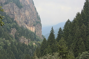 pine trees, Trabzon, Turkey, nature, green HD wallpaper