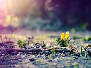 selective focus of yellow Crocus flowers
