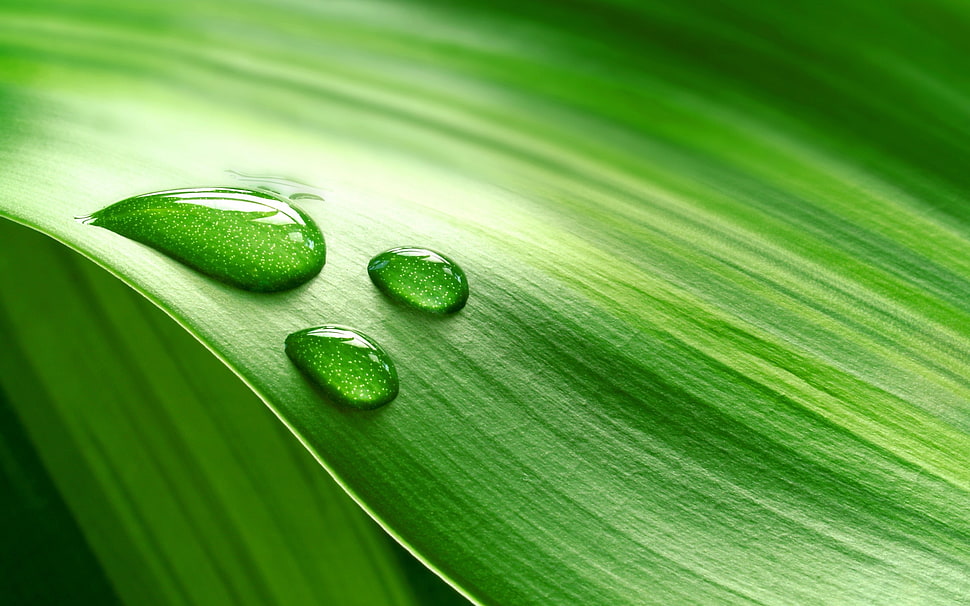droplets of water on green leaf HD wallpaper