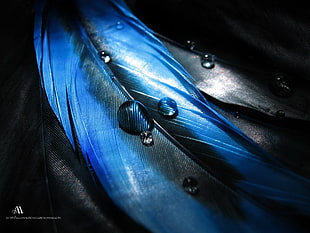 blue and black inflatable boat, digital art, feathers