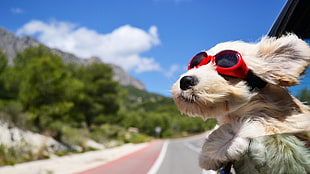 white puppy with red sunglasses, dog, animals, face, wind HD wallpaper