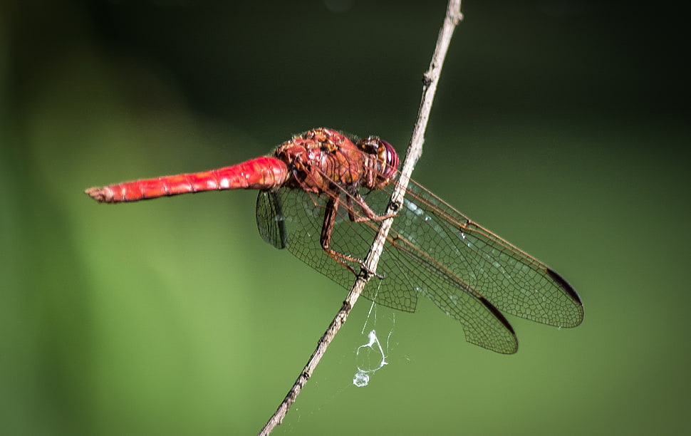 red darter dragonfly perched on gray stem macro photography, porto alegre HD wallpaper