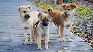 three short-coated puppies on wooden dock