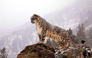 brown and black Cheetah, animals, snow leopards, leopard (animal)