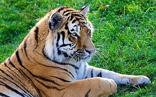 Tiger during daytime HD wallpaper