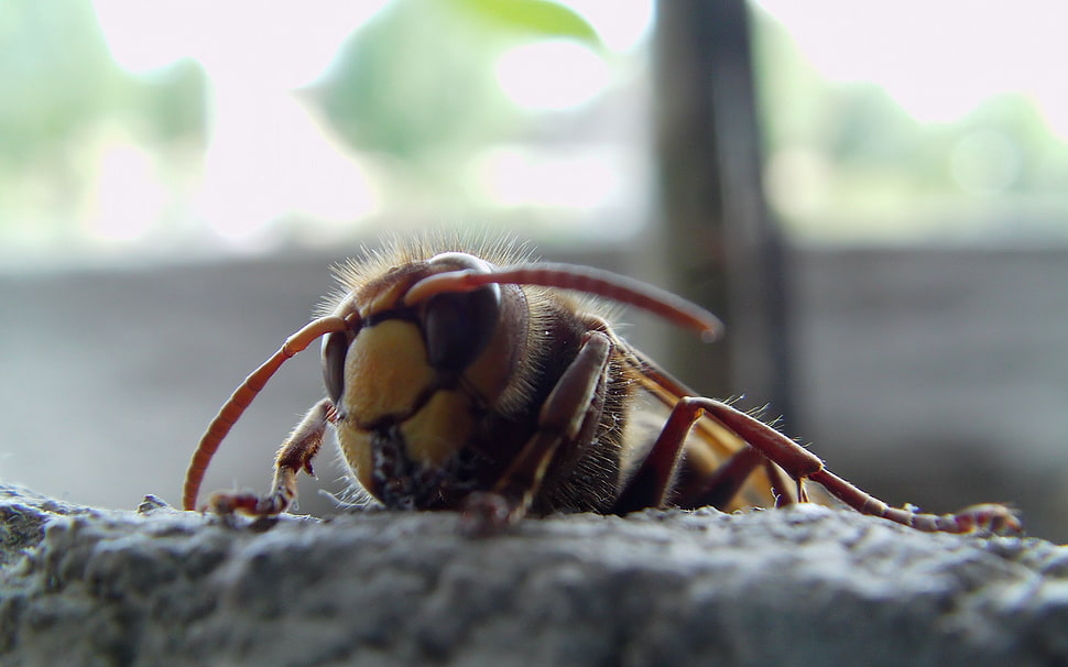 brown insect, macro, insect, bees, wasps HD wallpaper