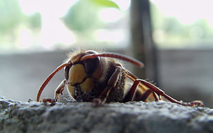 brown insect, macro, insect, bees, wasps