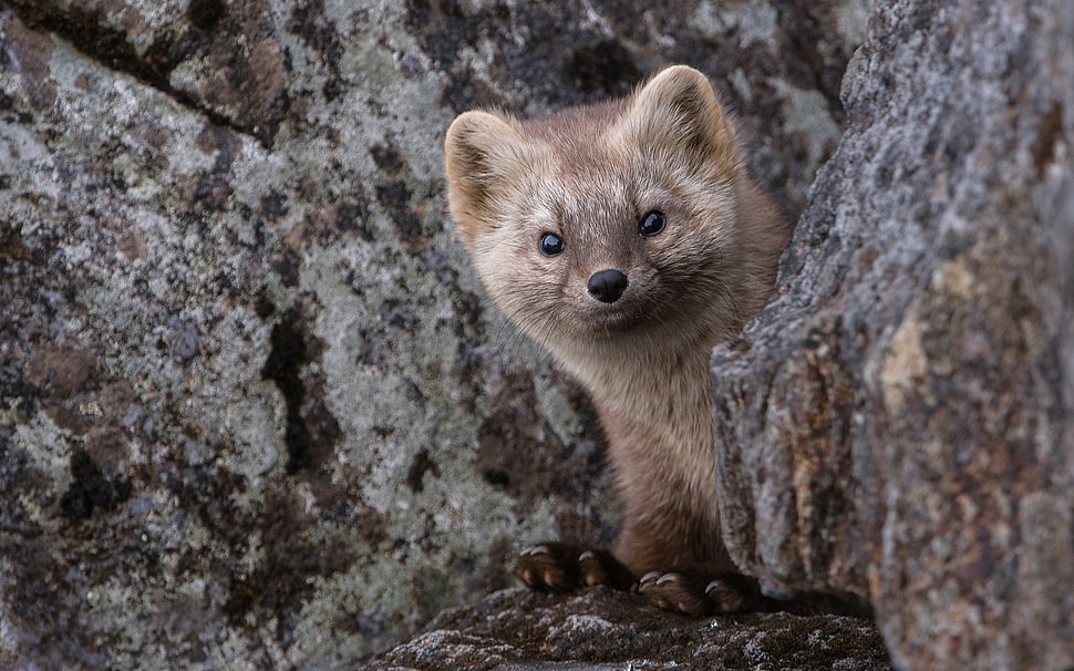 red panda on rocks during daytime HD wallpaper