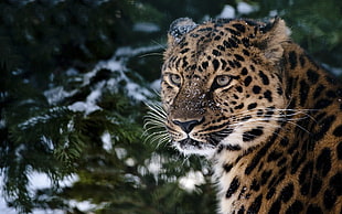 leopard on forest closeup photo