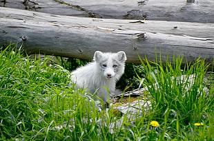 long-coated white and black wolf dog puppy