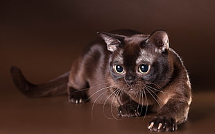 short-fur black cat, cat