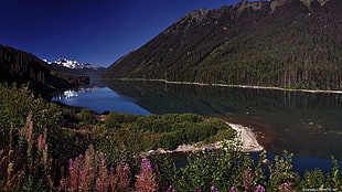 lake surrounded by mountaines, nature, landscape, lake, plants