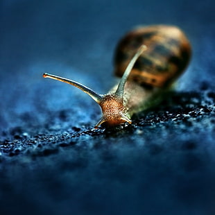 brown snail focus photography