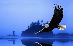 bald eagle wallpaper, eagle, animals, birds HD wallpaper