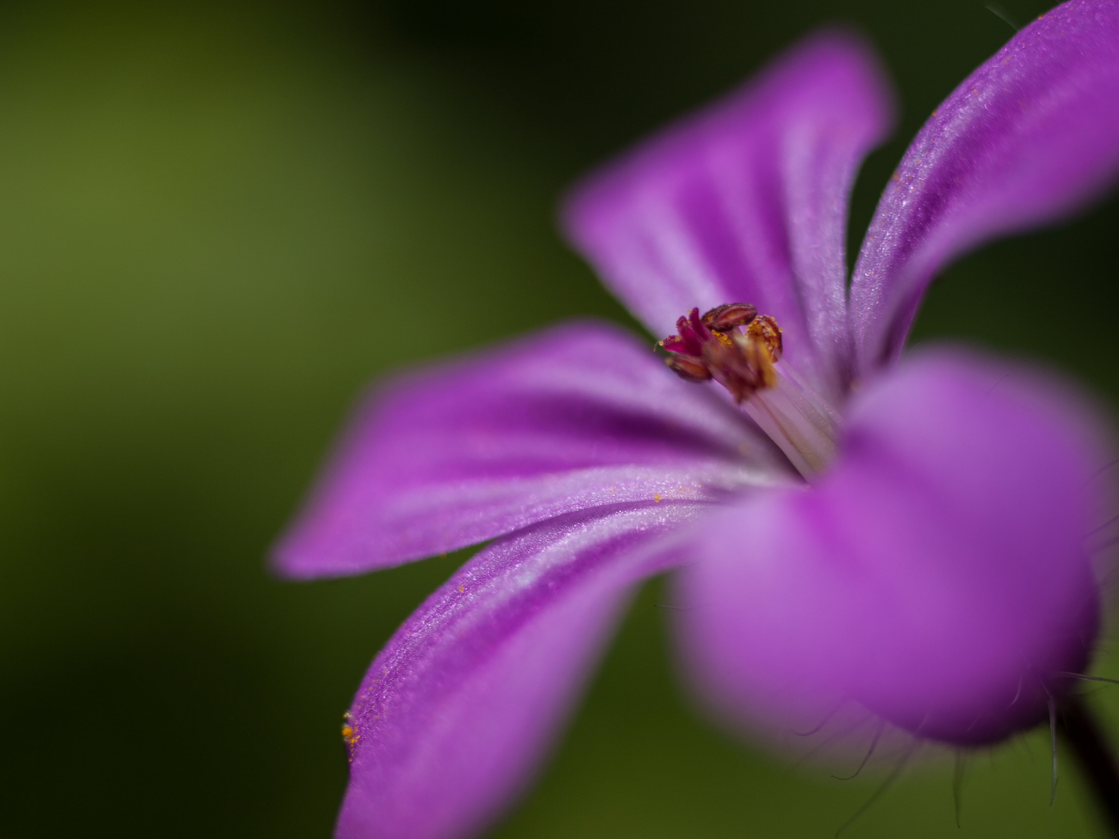 purple flower