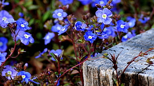 blue Forget Me Not flowers HD wallpaper